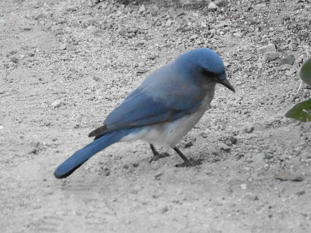 Mexican Jay - ML645996995