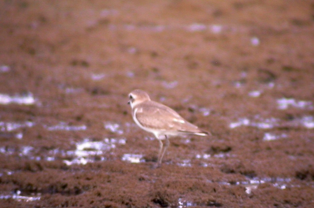 Tibet Cılıbıtı - ML645996996