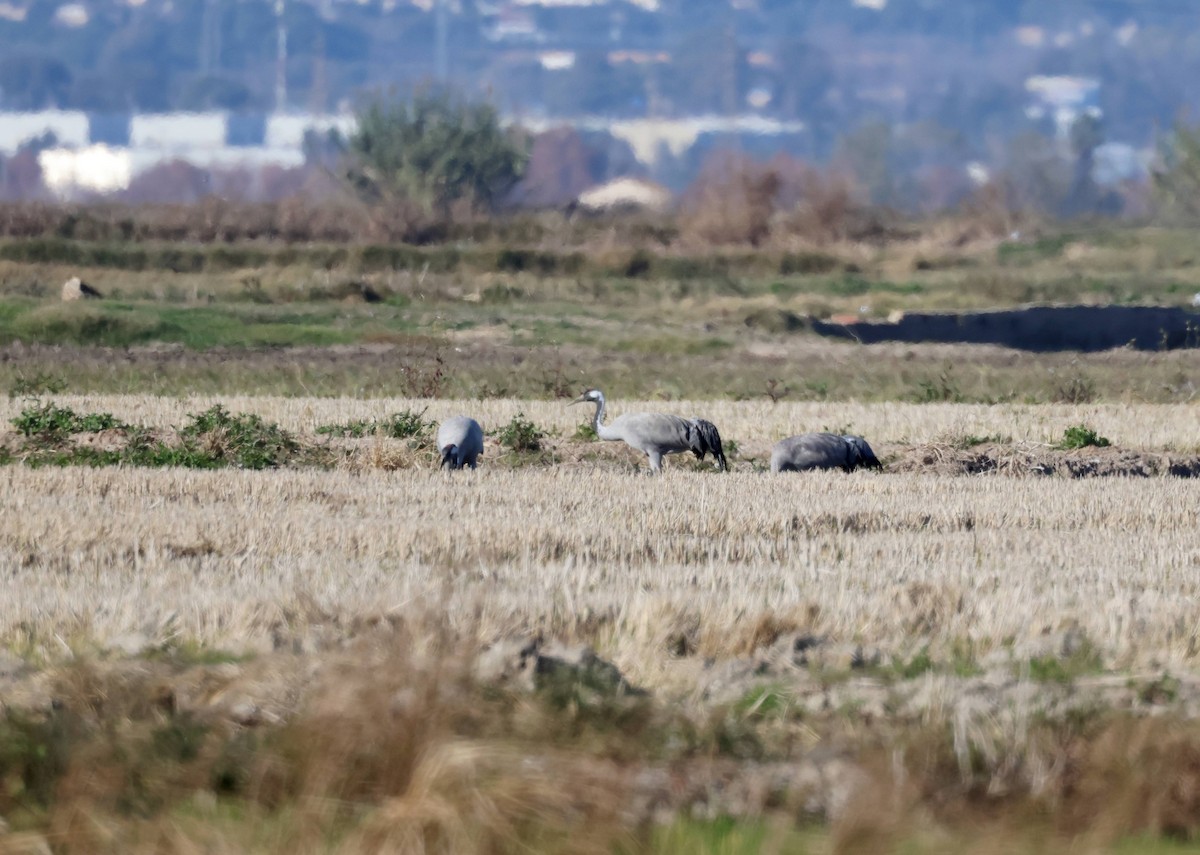 Common Crane - ML645997004