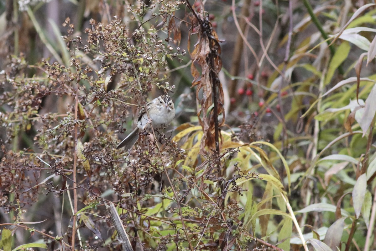 Clay-colored Sparrow - ML645997013