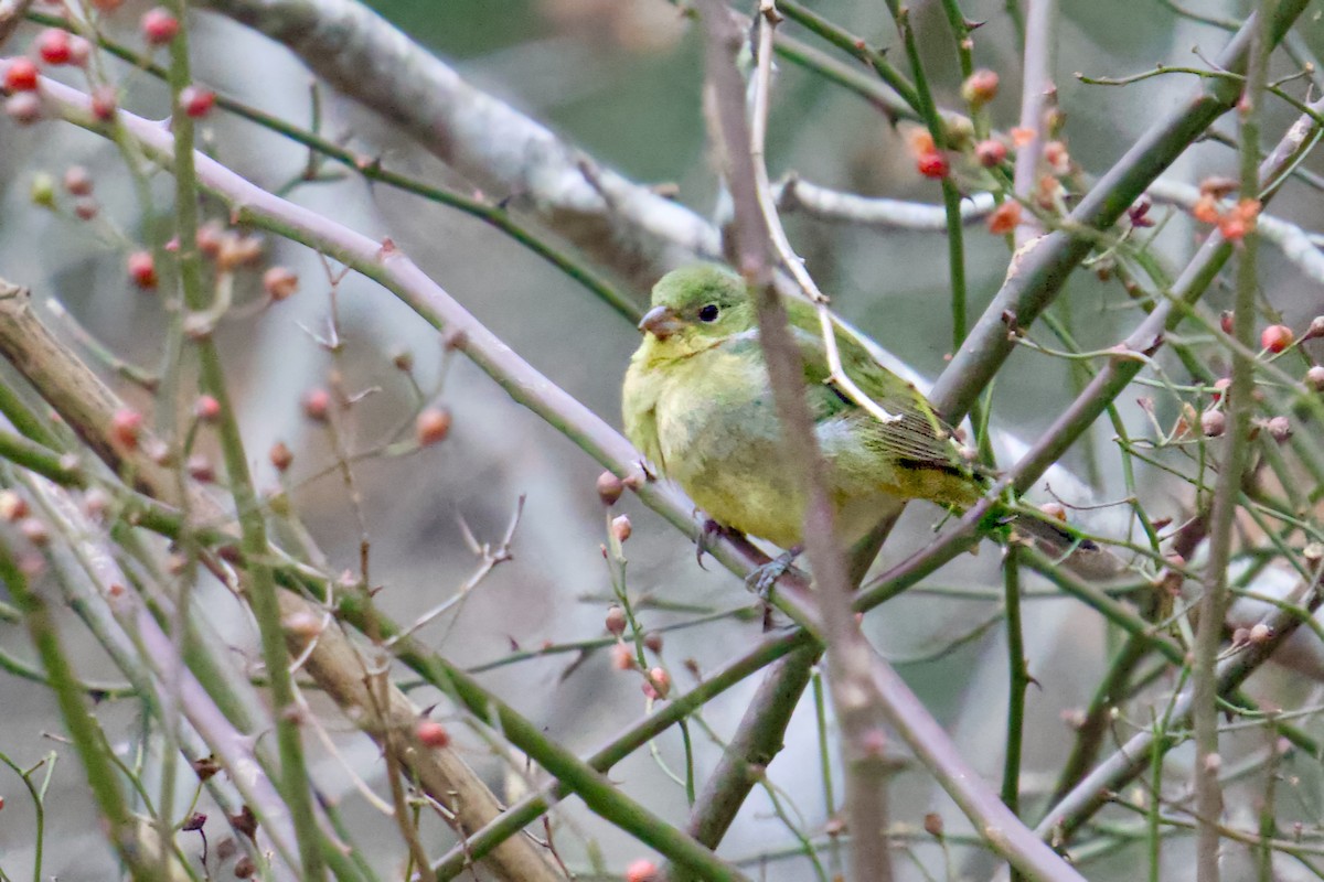 Painted Bunting - ML645997017