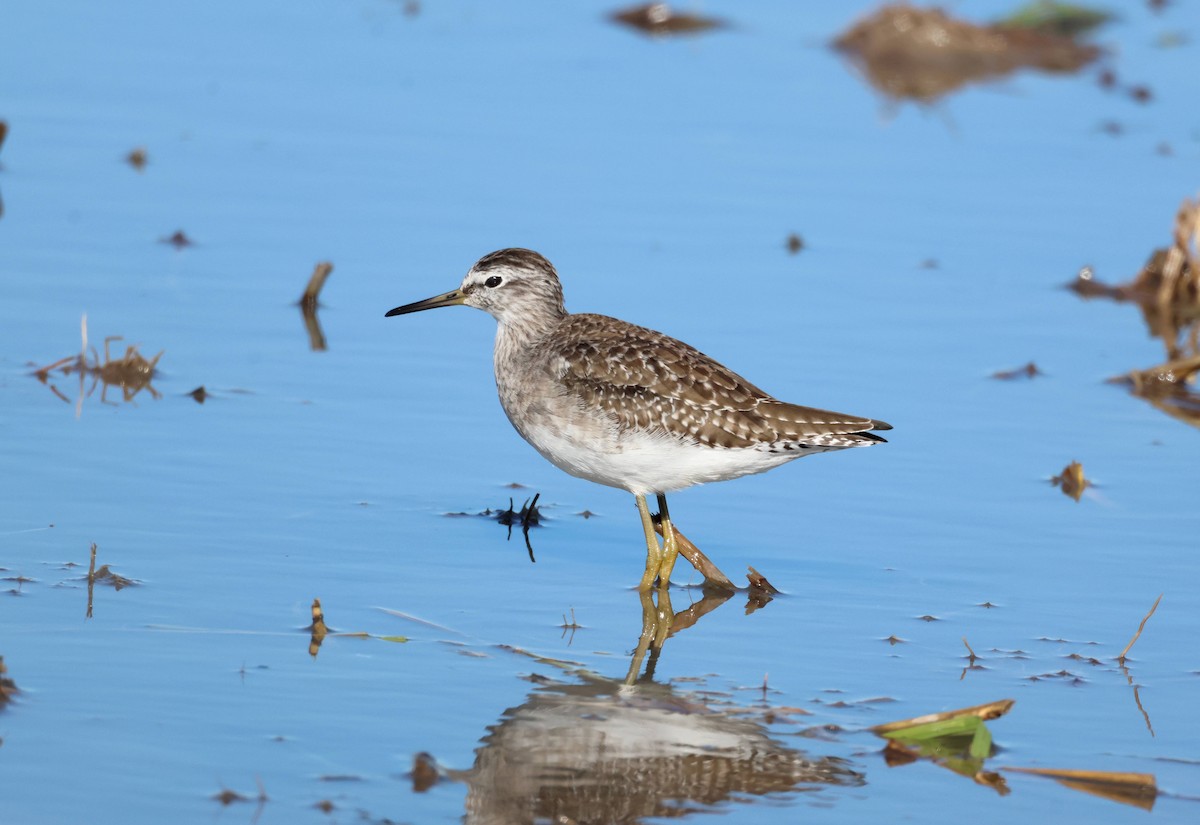 Wood Sandpiper - ML645997018