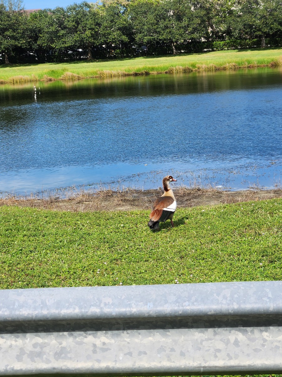 埃及雁 - ML645997027