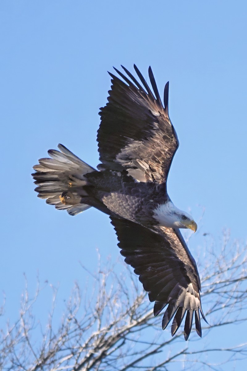 Bald Eagle - ML645997029