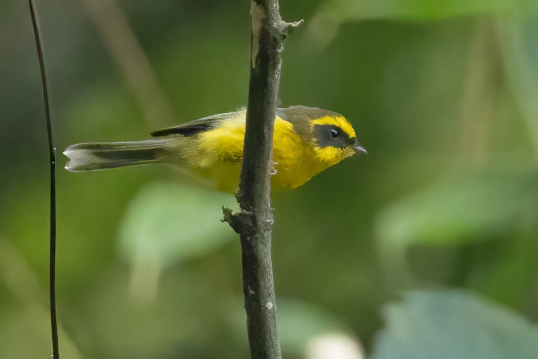 Yellow-bellied Fairy-Fantail - ML645997033