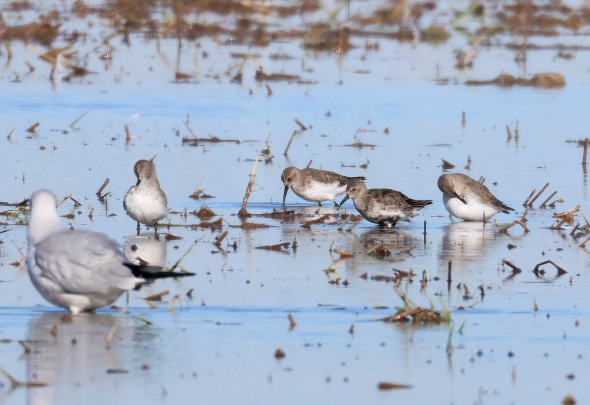 Dunlin - ML645997035