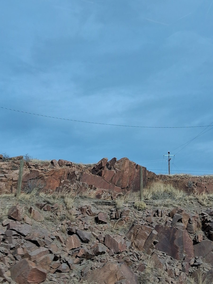 Bald Eagle - ML645997036