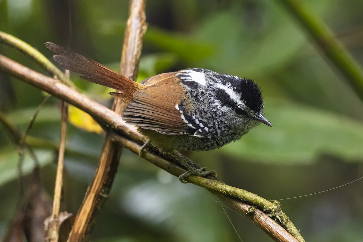 Rufous-tailed Antbird - ML645997042
