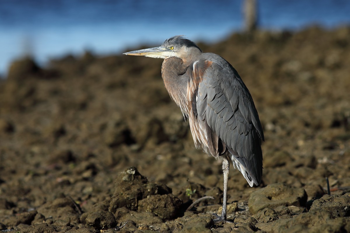 Great Blue Heron - ML645997043
