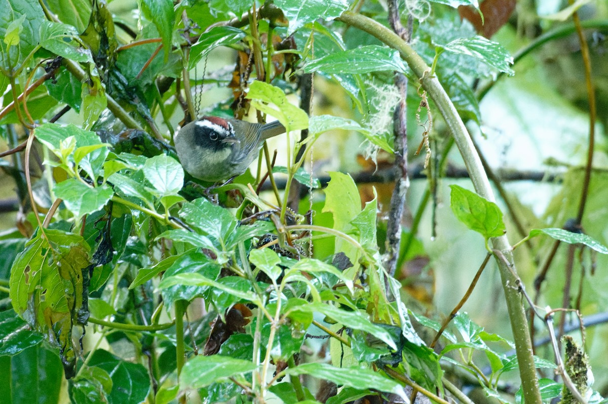 Black-cheeked Warbler - ML645997058