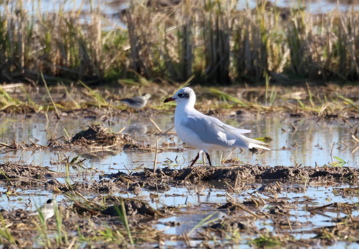 Mediterranean Gull - ML645997059
