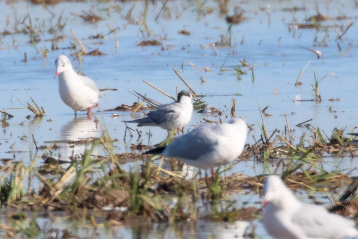 Whiskered Tern - ML645997065