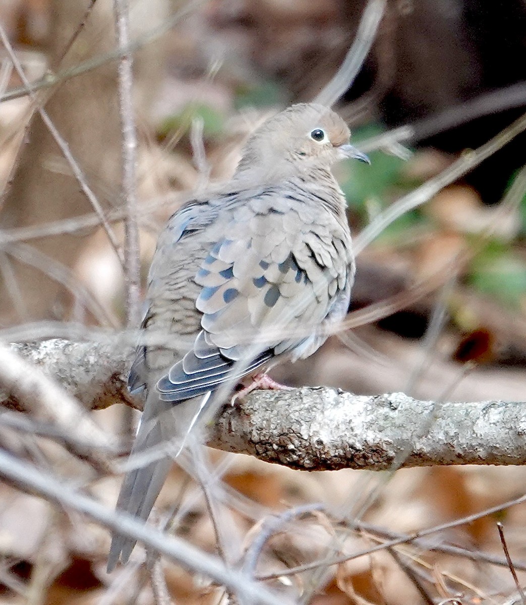 Mourning Dove - ML645997066