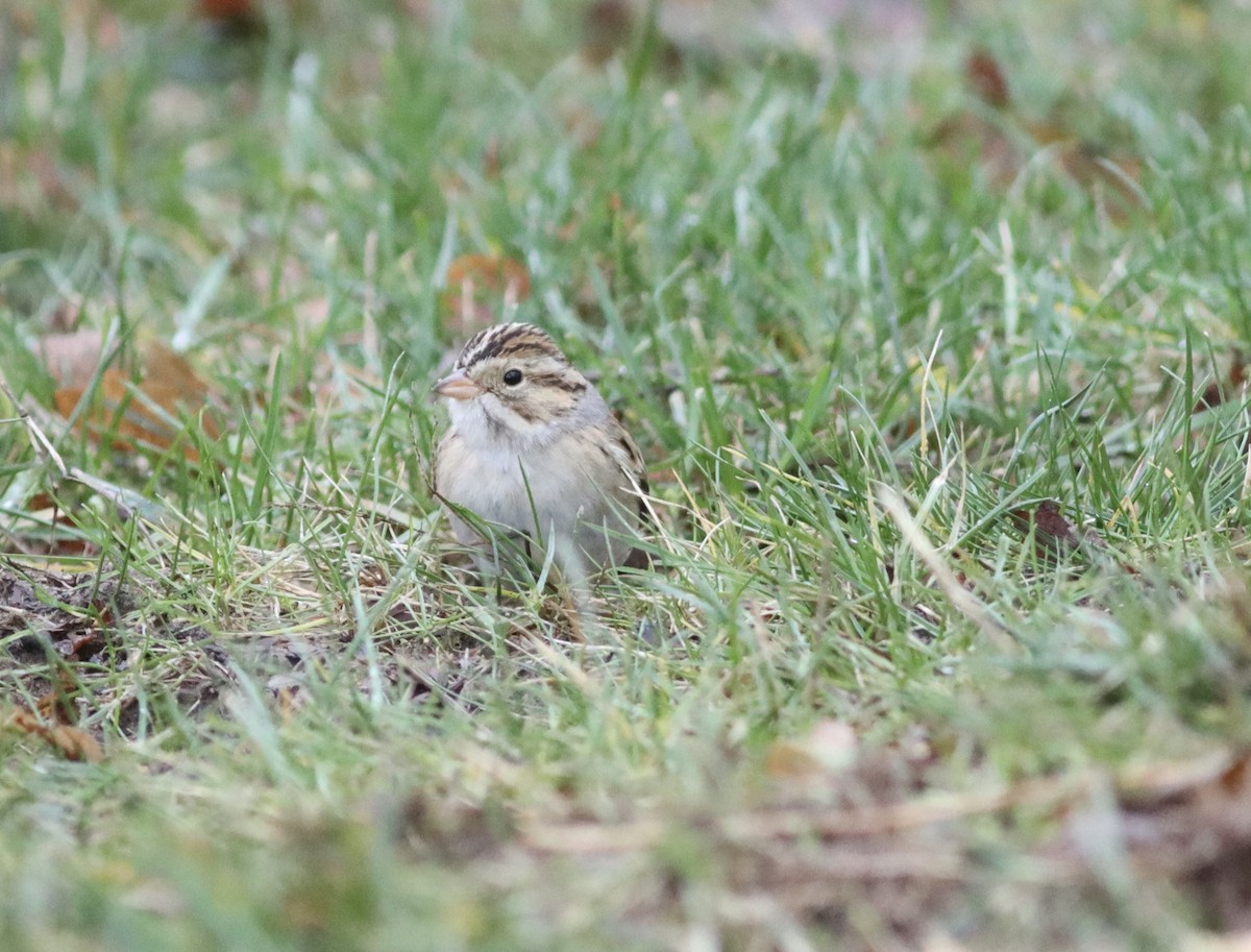 Clay-colored Sparrow - ML645997067