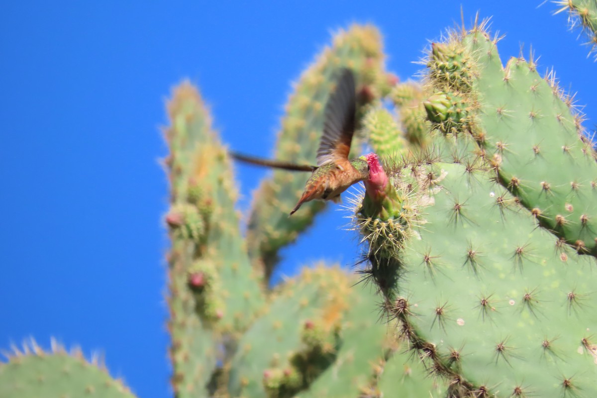 Cinnamon Hummingbird - ML645997068