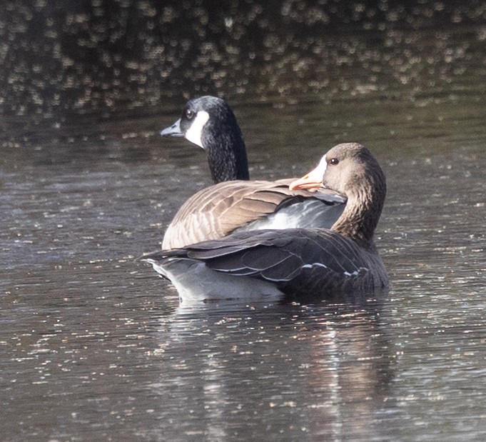 Манхин галуу - ML645997071