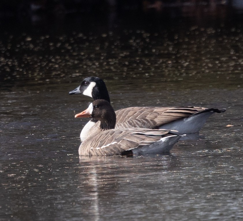 Манхин галуу - ML645997072