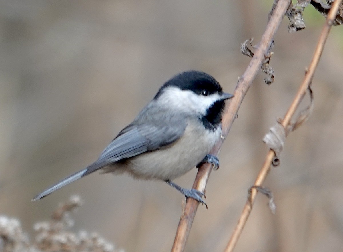 Carolina Chickadee - ML645997084