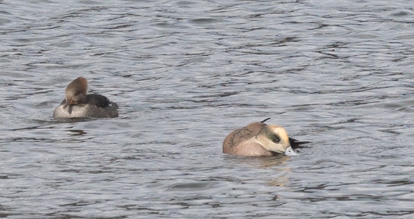 American Wigeon - ML645997088
