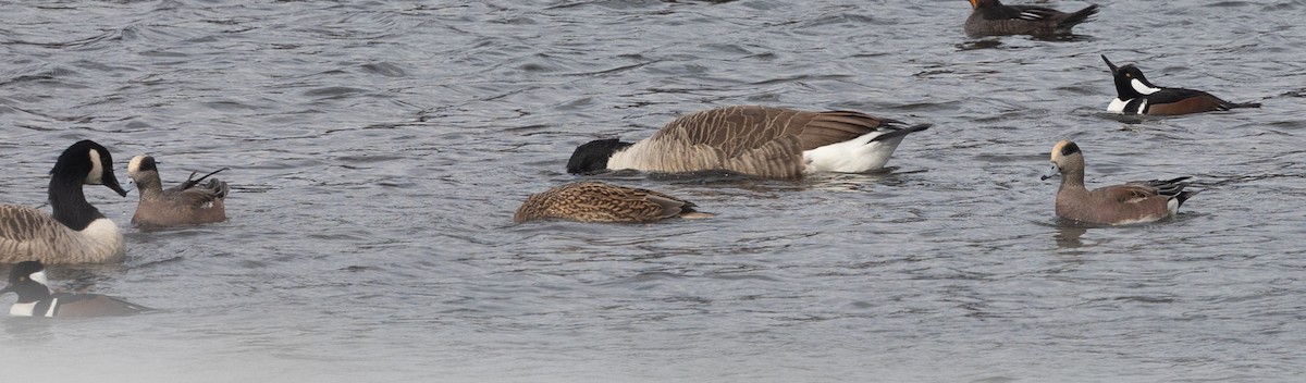 American Wigeon - ML645997089