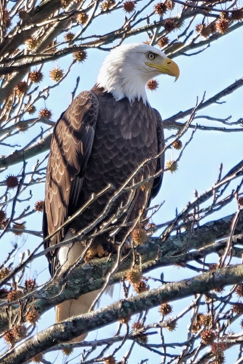 Bald Eagle - ML645997090