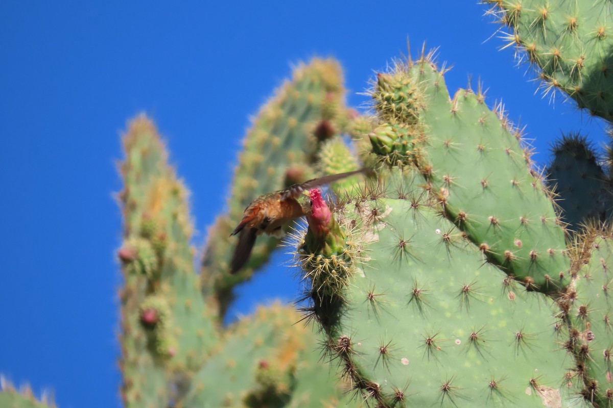 Cinnamon Hummingbird - ML645997091