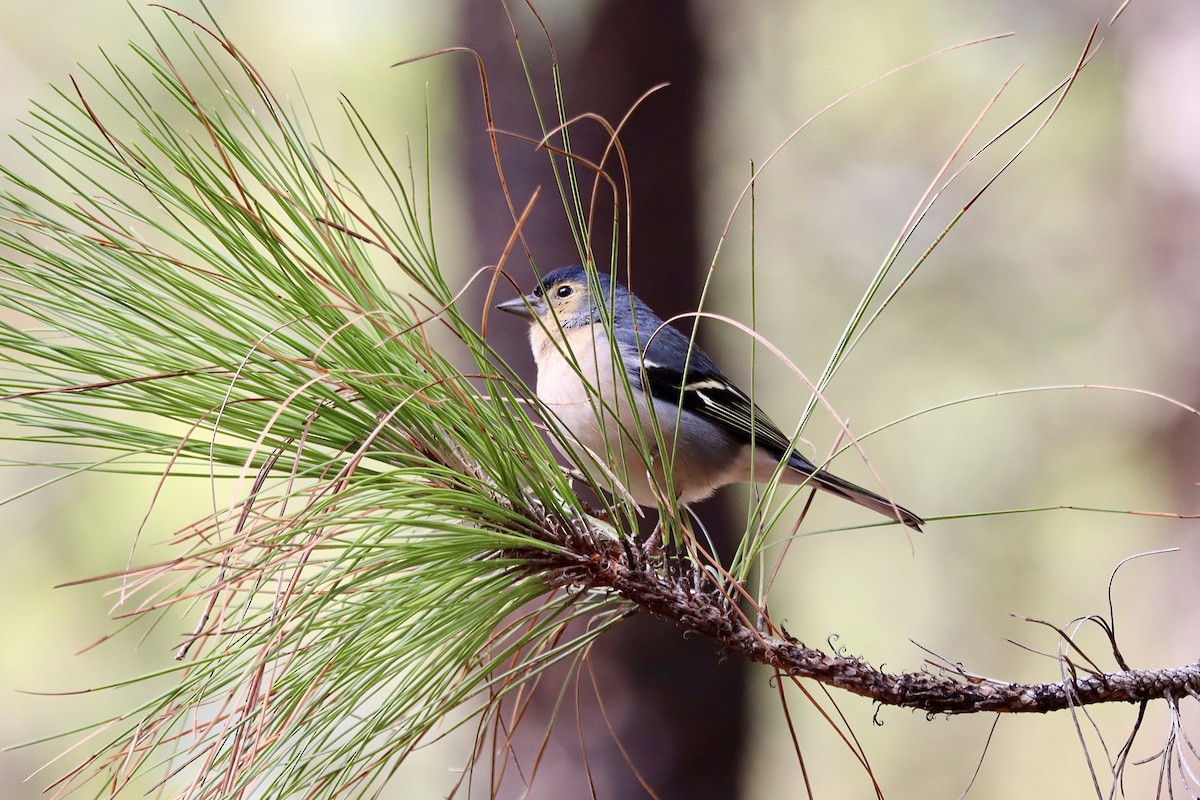 カナリアズアオアトリ　(canariensis/ombriosa) - ML645997092