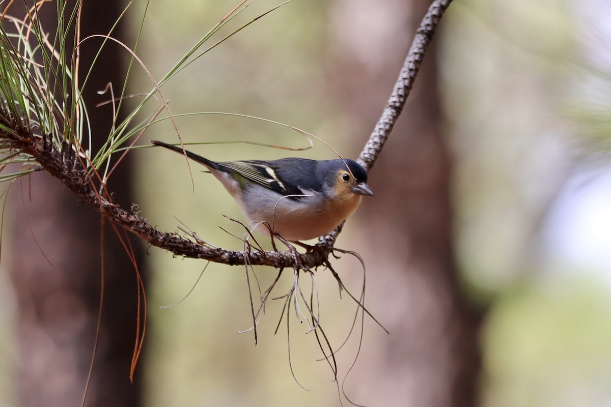 カナリアズアオアトリ　(canariensis/ombriosa) - ML645997093