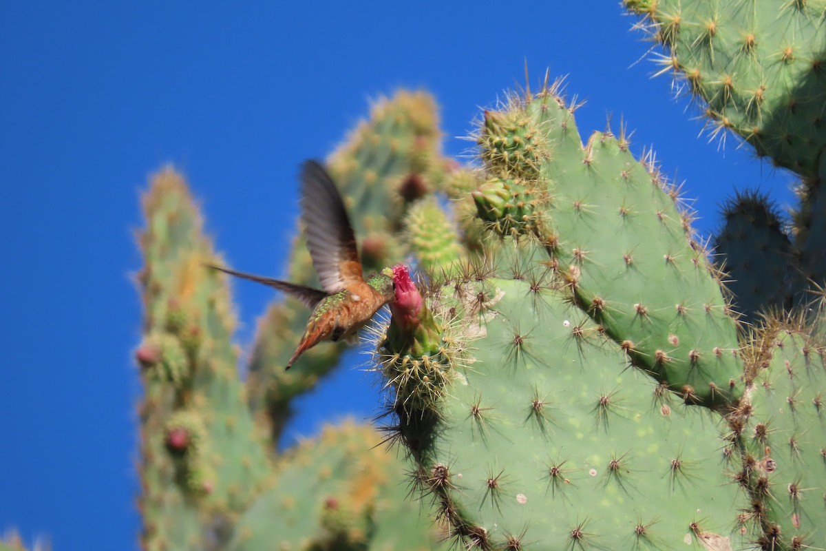 Cinnamon Hummingbird - ML645997094