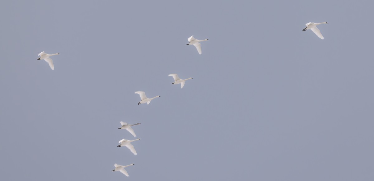 labuť malá - ML645997095