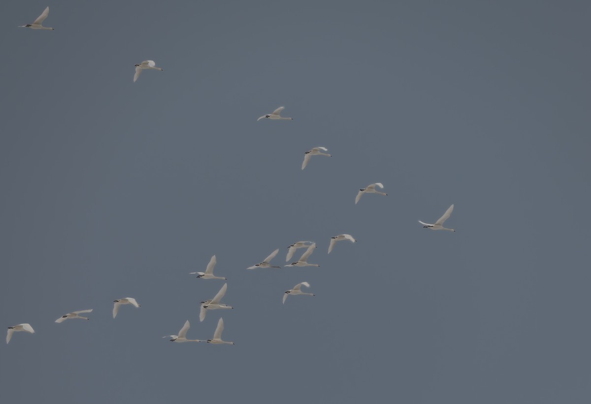 labuť malá - ML645997096