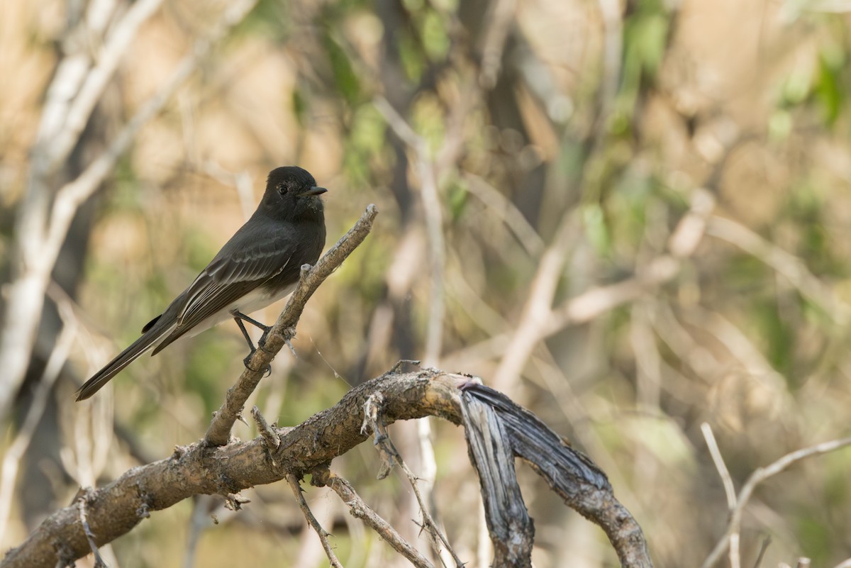 Black Phoebe - ML645997098