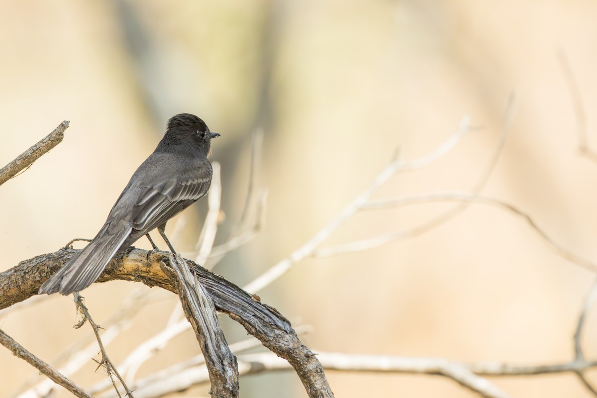 Black Phoebe - ML645997101