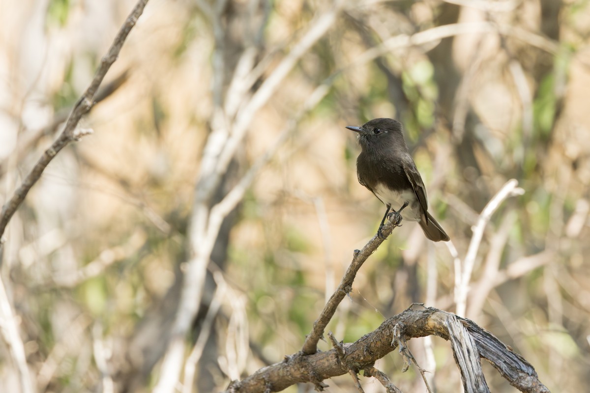 Black Phoebe - ML645997102