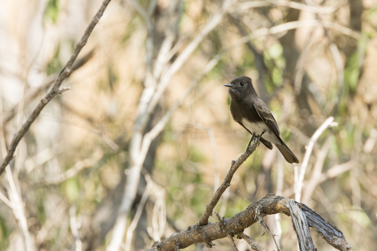 Black Phoebe - ML645997105