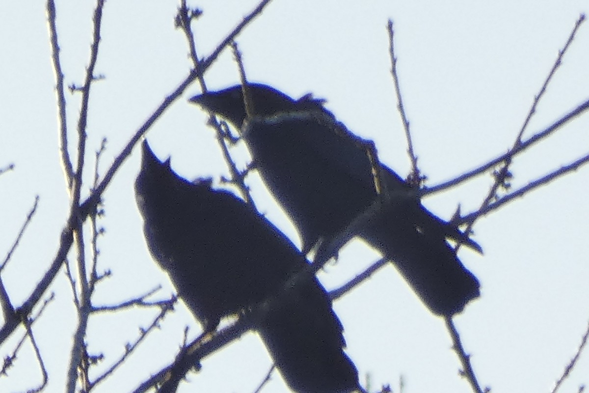 crow sp. - ML645997106