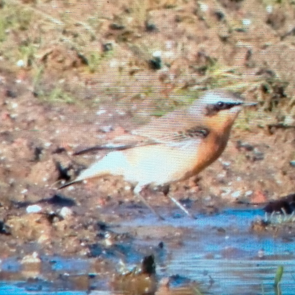 Northern Wheatear (Greenland) - ML645997117