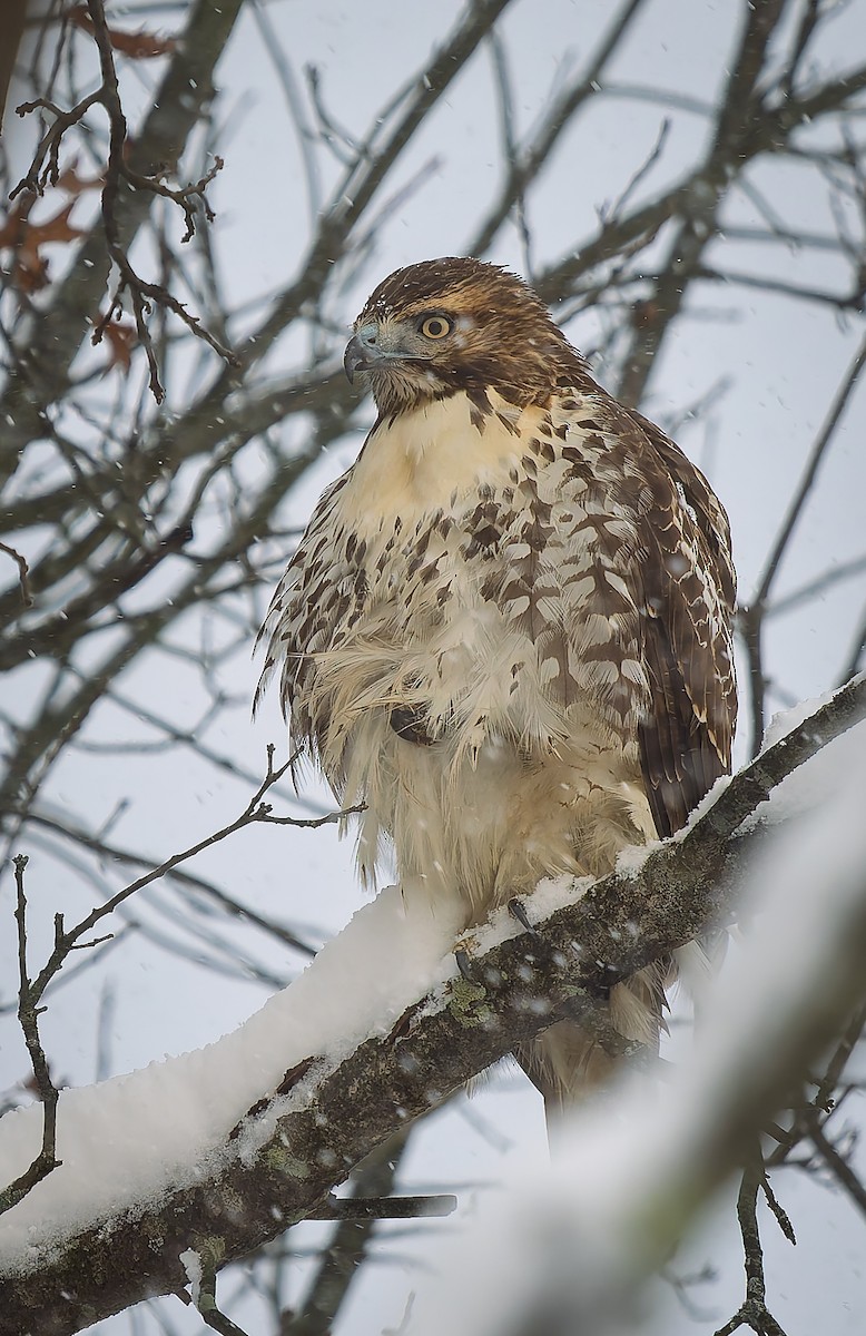 káně rudochvostá - ML645997118