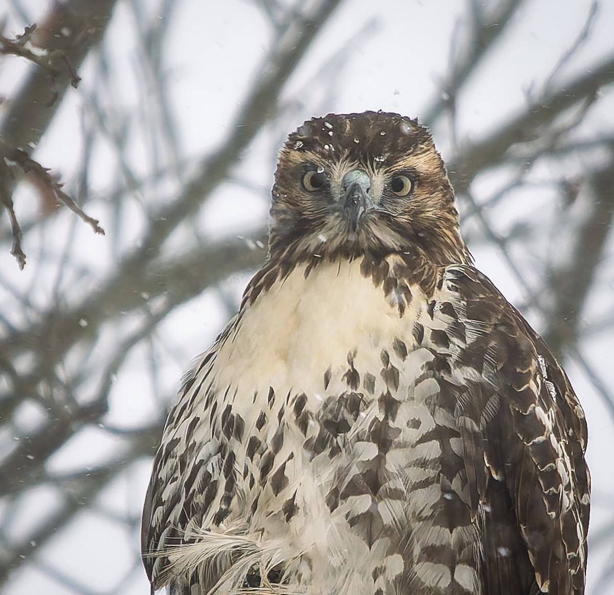 káně rudochvostá - ML645997119