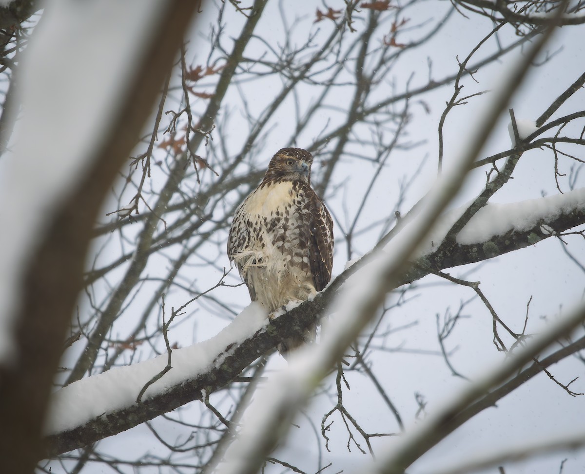 káně rudochvostá - ML645997122
