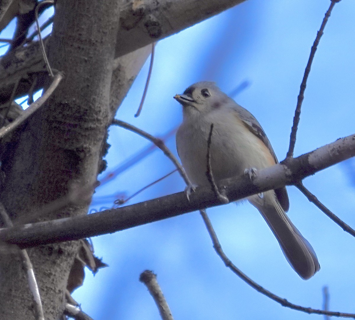 Tufted Titmouse - ML645997124