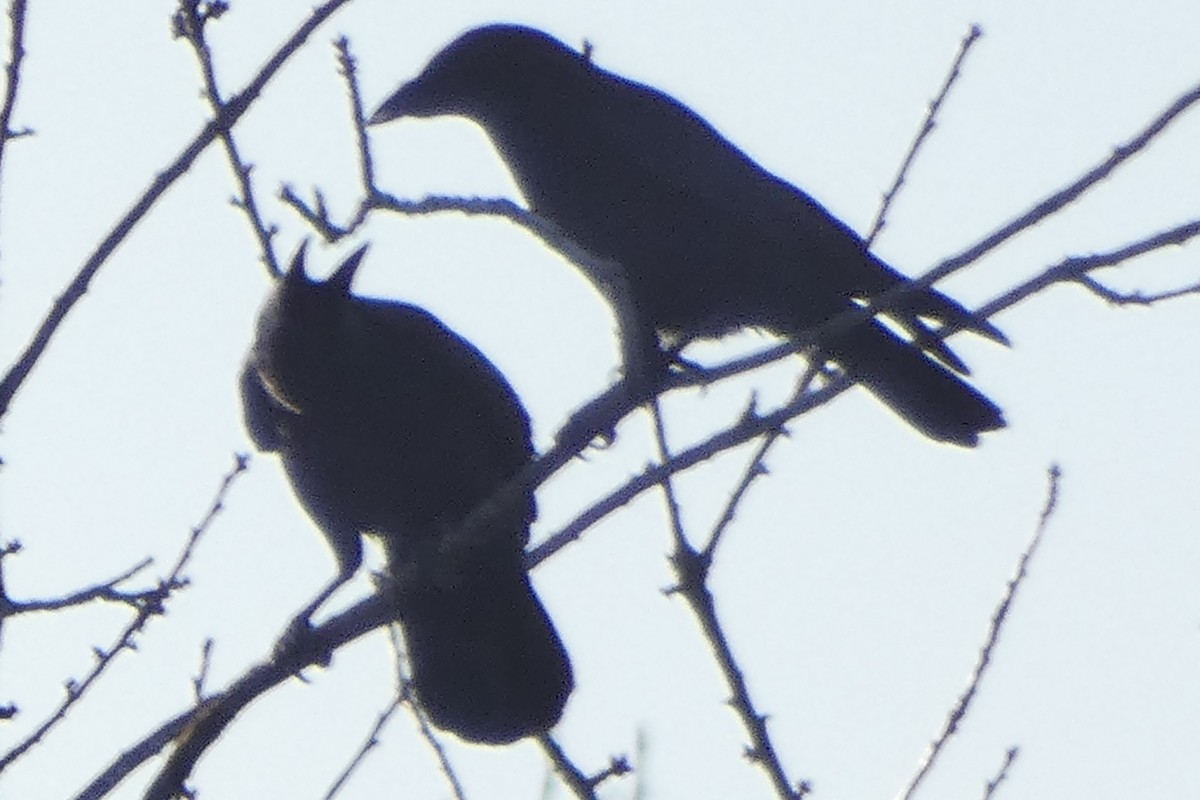 crow sp. - ML645997130