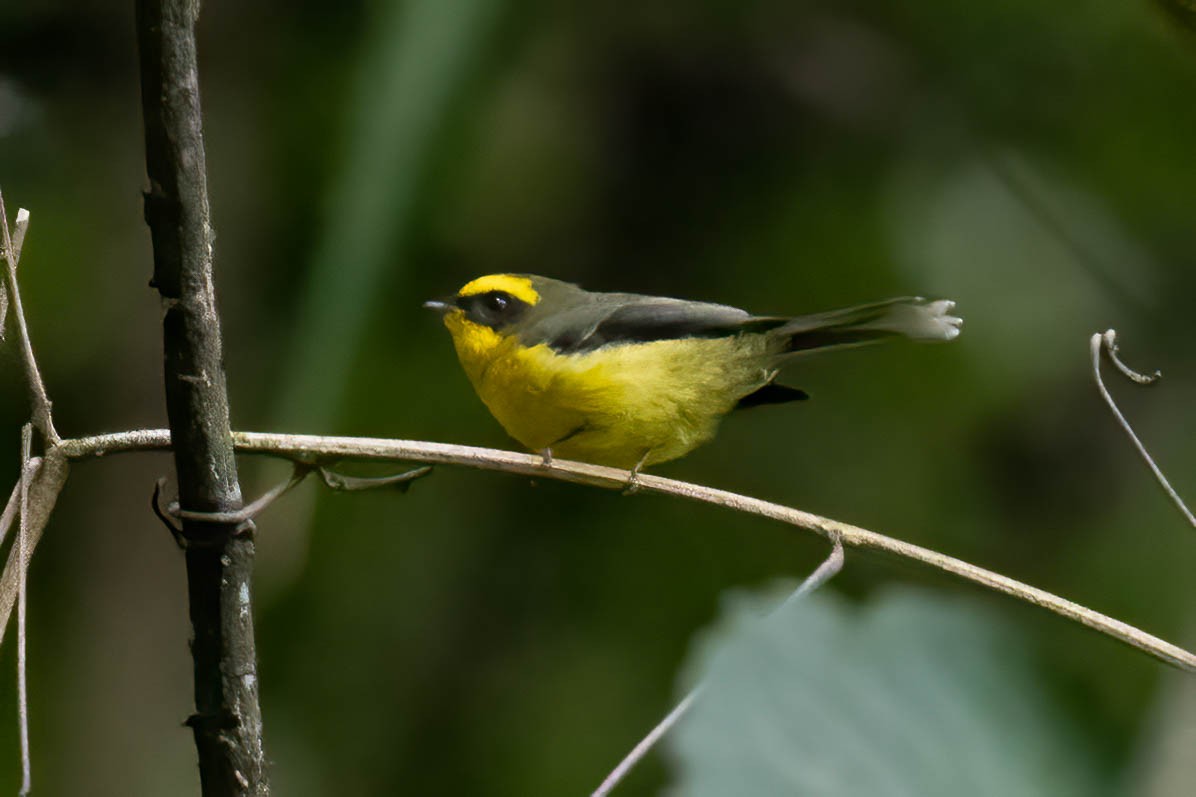 Yellow-bellied Fairy-Fantail - ML645997131