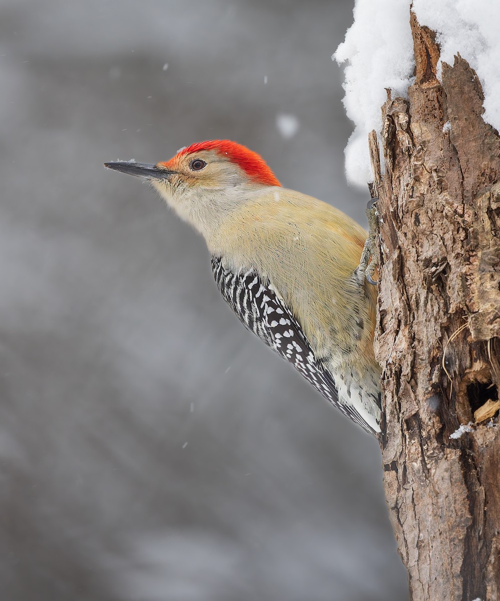 datel karolínský - ML645997132