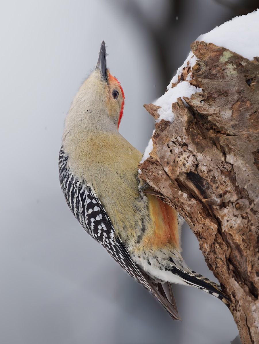 datel karolínský - ML645997133