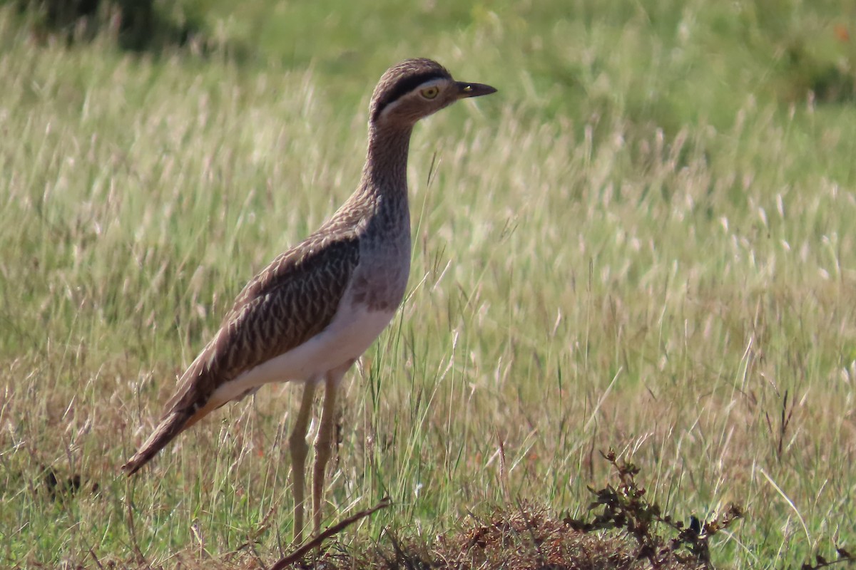 Double-striped Thick-knee - ML645997135
