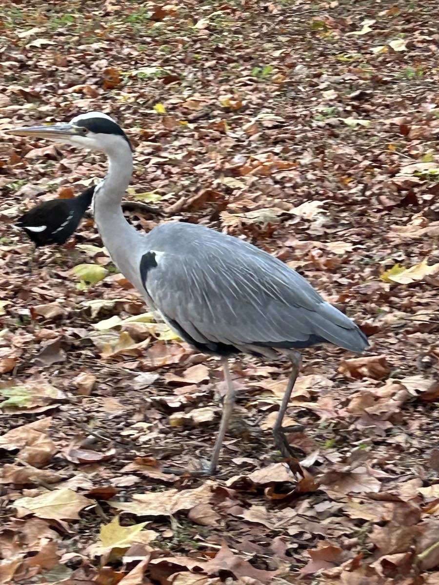 Gray Heron - ML645997138
