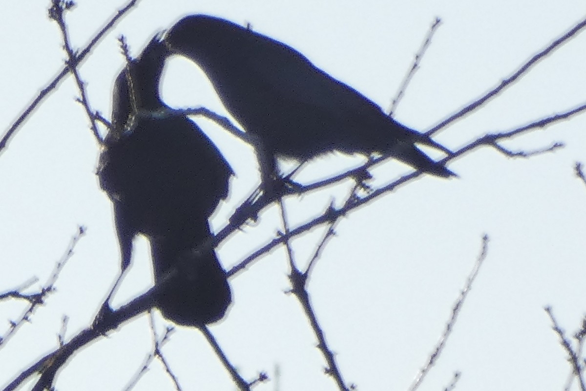 crow sp. - ML645997143