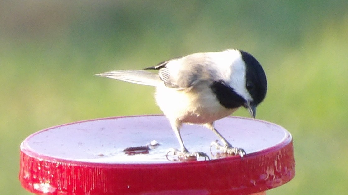 Carolina Chickadee - ML645997145
