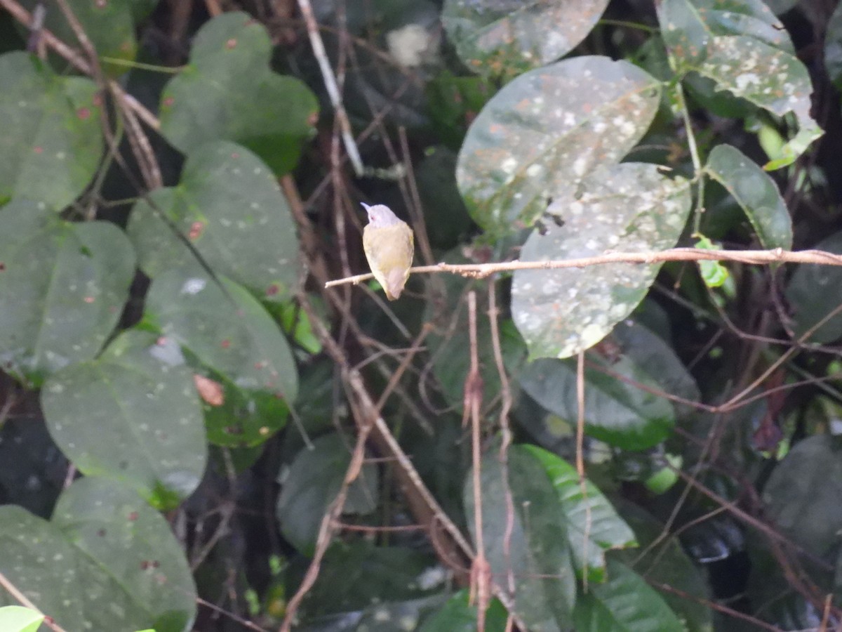 Lemon-bellied Crombec - ML645997146